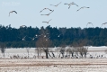 016_Biebrza - marzec 2013
